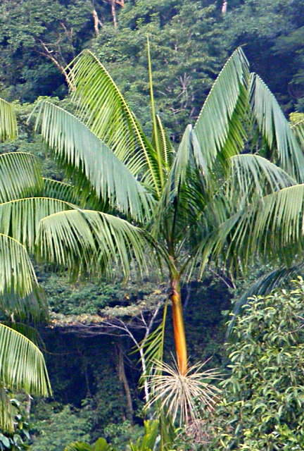 جوکارا - معرفی درختان میوه